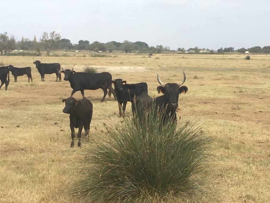 "Le Nature" Camargue Jardin Arles Exterior foto